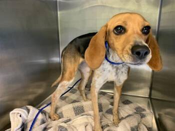 BAMBI -  Beagle and Mixed Breed Dog for Adoption in Grand Prairie, Texas - BAMBI | PetCurious