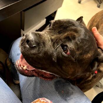 Cane Corso Dogs Available for Adoption in Philadelphia, Pennsylvania - Earl | PetCurious