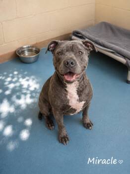 Miracle -  Pit Bull Terrier Dog for Adoption in Sylacauga, Alabama - Miracle | PetCurious