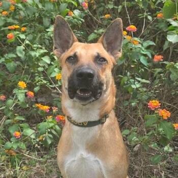Wright ATG -  Belgian Shepherd Malinois and Mixed Breed Dog for Adoption in Austin, Texas - Wright ATG | PetCurious