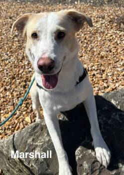 Golden Retriever and Labrador Retriever Dogs Available for Adoption - Marshall | PetCurious