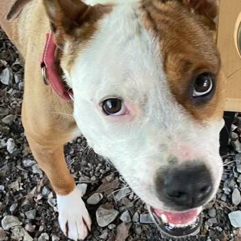 Stella -  American Staffordshire Terrier Dog Available for Adoption in Hackett, Arkansas - Stella | PetCurious