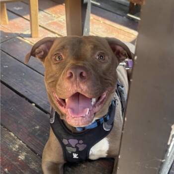 Pit Bull Terrier Dogs Available for Adoption in Columbia, South Carolina - Rex | PetCurious
