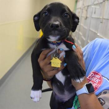 SHAKE -  Pit Bull Terrier and Mixed Breed Dog for Adoption in St. Louis, Missouri - SHAKE | PetCurious