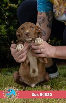 Gus -  Labrador Retriever Dog for Adoption in Mobile, Alabama - Gus | PetCurious