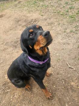 Rottweiler Dogs Available for Adoption - Lexi | PetCurious