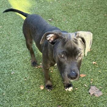 Chicken Nugget -  Mixed Breed Dog for Adoption in Greensboro, North Carolina - Chicken Nugget | PetCurious