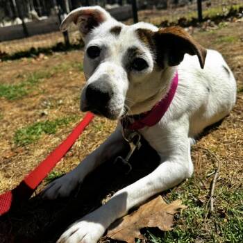 Nikona "Nikki" Mama - Local Lady -  Jack Russell Terrier Dog for Adoption in Andover, Massachusetts - Nikona "Nikki" Mama - Local Lady | PetCurious
