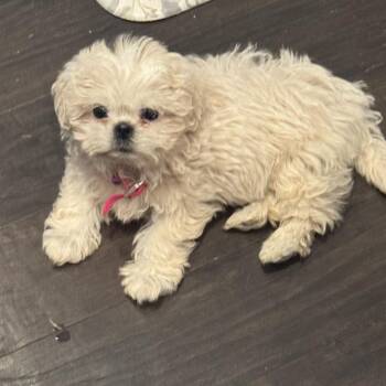 Shih Tzu Dogs Available for Adoption - Pearl | PetCurious