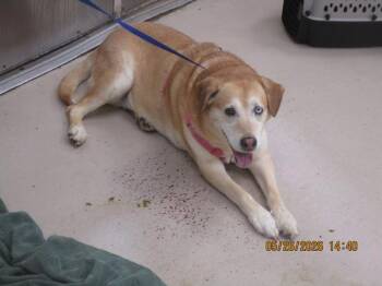 Savanna(806) -  Labrador Retriever Dog Available for Adoption in Marietta, Georgia - Savanna(806) | PetCurious
