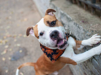 Rescue Mixed Breed Dogs for Adoption in New York, New York - Platypus | PetCurious