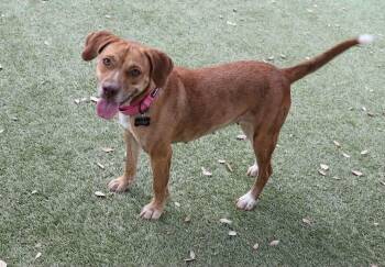 Rosalee -  Beagle Dog for Adoption in Fort Worth, Texas - Rosalee | PetCurious