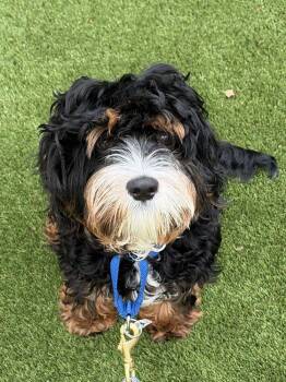 Jax -  Mixed Breed Dog for Adoption in Alexandria, Virginia - Jax | PetCurious