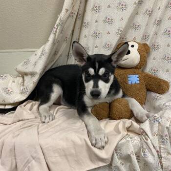 A614666 -  Siberian Husky Dog for Adoption in Modesto, California - A614666 | PetCurious