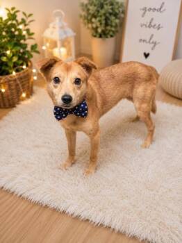 Moonshine -  Shiba Inu and Mixed Breed Dog Available for Adoption in Irving, Texas - Moonshine | PetCurious