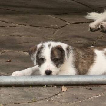 Schnauzer and Labrador Retriever Dogs Available for Adoption - Tulsia BL14286-T  LOCAL Adoption Event In Bellingham 4/25 | PetCurious