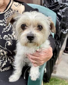 Lhasa Apso and Maltese Dogs Available for Adoption in Glendale, California - Louie | PetCurious