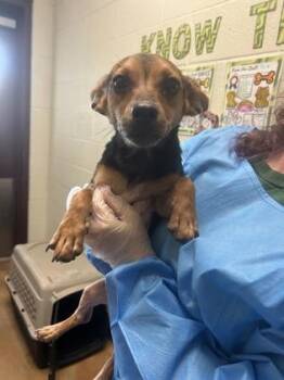 Chihuahua and Mixed Breed Dogs Available for Adoption in San Antonio, Texas - Hermia | PetCurious