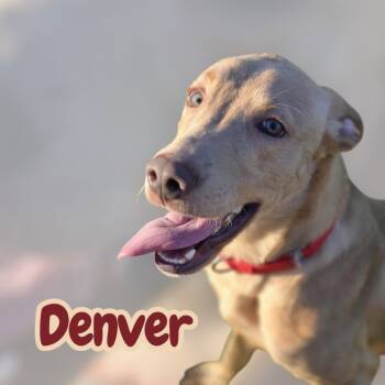 Rescue Mixed Breed Dogs for Adoption in Moberly, Missouri - DENVER | PetCurious
