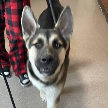 German Shepherd Dog Dogs Available for Adoption in Pasadena, California - Loki | PetCurious