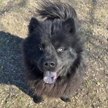 Chow Chow Dogs Available for Adoption - TEDDY | PetCurious