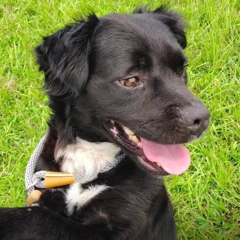 Hunter -  Spaniel and Mixed Breed Dog for Adoption in Greensboro, Georgia - Hunter | PetCurious