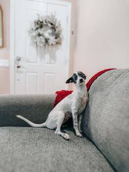 Chiweenie and Whippet Dogs Available for Adoption - Edwina | PetCurious