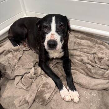 Border Collie and Mixed Breed Dogs Available for Adoption in Englewood, Florida - Leslie | PetCurious