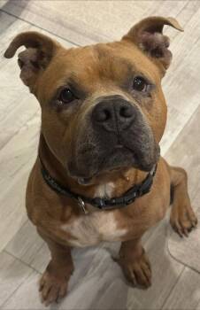 Rescue Mixed Breed Dogs for Adoption in Milton, Delaware - Dude Love | PetCurious