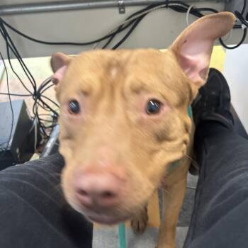 Pit Bull Terrier Dogs Available for Adoption in Philadelphia, Pennsylvania - Copper | PetCurious
