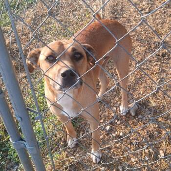 Rescue Mixed Breed Dogs for Adoption in Franklin, Kentucky - Ace | PetCurious