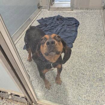 Betty Boop -  Beagle and Mixed Breed Dog for Adoption in Charlottesville, Virginia - Betty Boop | PetCurious