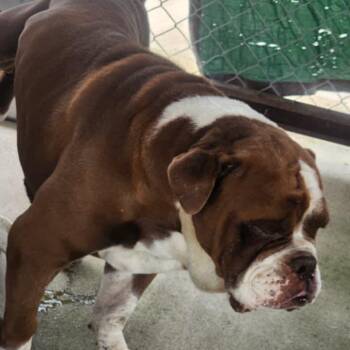 Dan Bear -  English Bulldog Dog for Adoption in Spring Hill, Kansas - Dan Bear | PetCurious