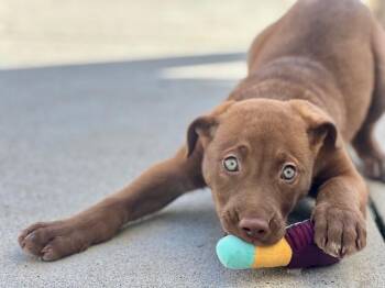 Pit Bull Terrier Dogs Available for Adoption in Santa Cruz, California - CLOVER | PetCurious