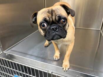 ALLIE -  Pug Dog for Adoption in Tustin, California - ALLIE | PetCurious