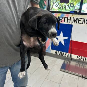 Mixed Breed Dogs Available for Adoption in Lufkin, Texas - Cinnamon | PetCurious