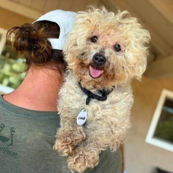 Coolie -  Miniature Poodle Dog for Adoption in Ramona, California - Coolie | PetCurious