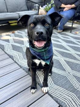 Luna -  Staffordshire Bull Terrier Dog for Adoption in Olympia, Washington - Luna | PetCurious