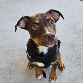 Duckie -  Doberman Pinscher Dog for Adoption in Homer, New York - Duckie | PetCurious