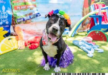 MAE -  Mixed Breed Dog for Adoption in West Palm Beach, Florida - MAE | PetCurious