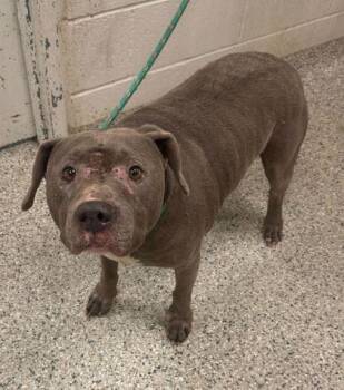 Pit Bull Terrier and Mixed Breed Dogs Available for Adoption in Kansas City, Missouri - Bauer | PetCurious