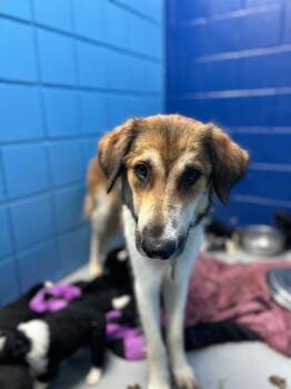 Heidi (Hx11) -  Great Pyrenees Dog for Adoption in Hartsville, South Carolina - Heidi (Hx11) | PetCurious