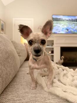 Zakai -  Pekingese and Mixed Breed Dog for Adoption in Worcester, Massachusetts - Zakai | PetCurious