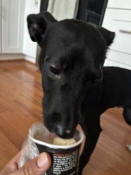 Louella - in foster! -  Mixed Breed Dog for Adoption in Fairfax, Virginia - Louella - In Foster! | PetCurious