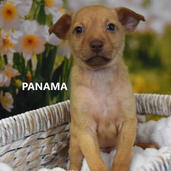 Panama -  Mixed Breed Dog for Adoption in Tempe, Arizona - Panama | PetCurious