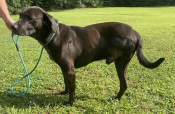 Rescue Black Labrador Retriever Dogs for Adoption in Hartselle, Alabama - Grundy | PetCurious