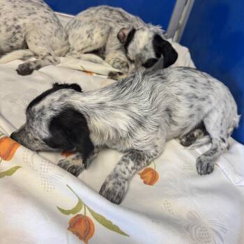 Crouton -  Mixed Breed Dog for Adoption in Las Cruces, New Mexico - Crouton | PetCurious