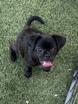 Gretel -  Pug Dog for Adoption in Copiague, New York - Gretel | PetCurious