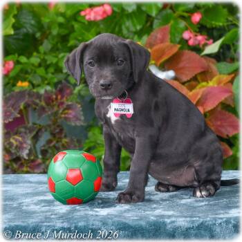 Magnolia -  Labrador Retriever Dog for Adoption in Wake Forest, North Carolina - Magnolia | PetCurious