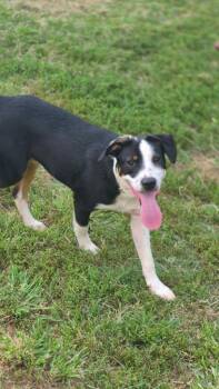 Rastar -  Mixed Breed Dog for Adoption in Taycheedah, Wisconsin - Rastar | PetCurious